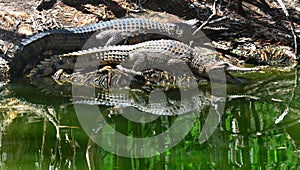 Two freshwater crocodile on a river bank