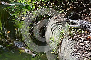 Two freshwater crocodile on a river bank