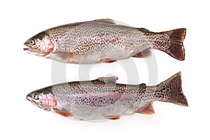 Two Freshwater Rainbow Trout Isolated