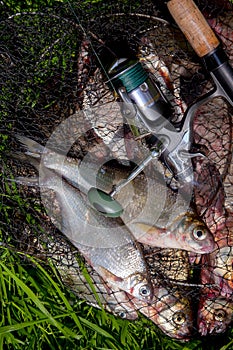 Two freshwater white bream or silver bream on keepnet with bronze breams or carp breams on green grass and fishing rod with reel