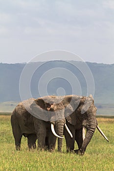 Two friend. Old elefants from crater NgoroNgoro. photo