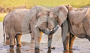 Two friendly African elephants in Botswana.
