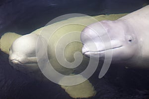 Two Friendly beluga whales pair to look up from underwater