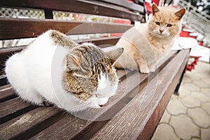 Two friendly cats on spring