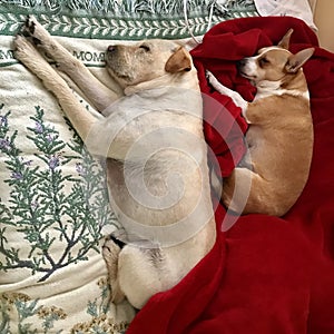 Two friendly dogs sleep on red and green blankets, respectively â€” Christmas