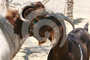 Two friendly goats
