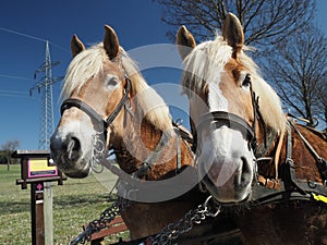 Two friendly Haflinger carriage horses with blue sky in the background