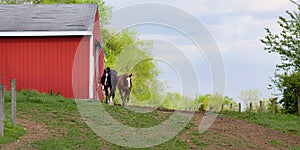 Two friendly horses approach from red barn outside during springtime
