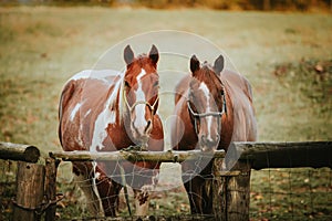 Two friendly horses waiting for their owner