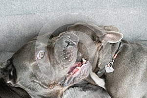 Two friends dogs playing at home on sofa