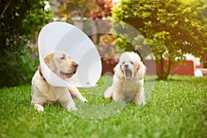 Two friends dogs sit on grass