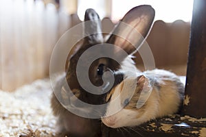 Two friends: a guinea pig and a rabbit lie side by side in the house