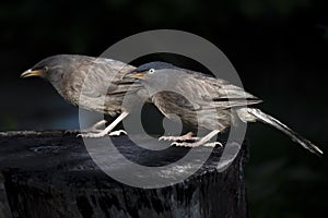 Two friends, Jangle babbler bird photo
