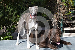 two friends Whippet and Labrador in the garden