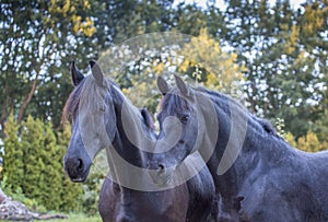 Two Friesians