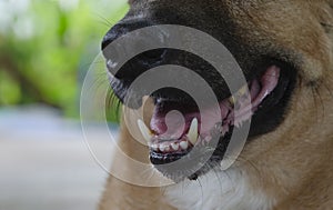 Two frighteningly long fangs teeth in opened mouth of a dog photo