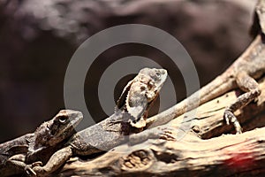 Two frill-necked lizard