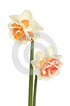 Two frilly Daffodils photo