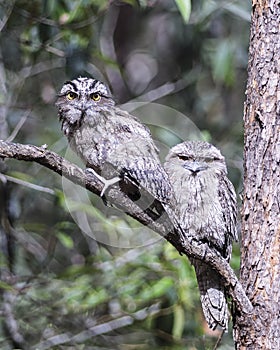 Two frogmouth owls