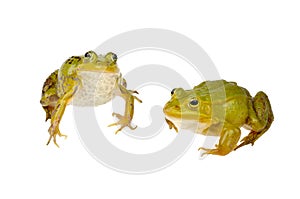 Two frogs