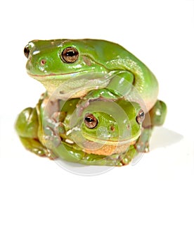 Two frogs