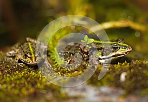 Two frogs adorn with green plants.