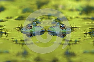 Two frogs - Anura have their heads in the water facing each other, nice eyes are seen and the image is reflected in the water photo