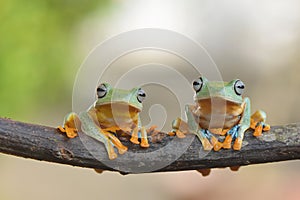 Two frogs on branch