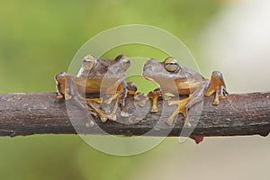 Two frogs on branch