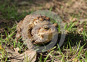 Two frogs - european toad (couple)