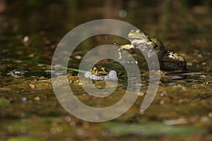 Two frogs fighting in a pond