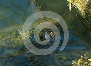 Two frogs are floating on a log in a pond