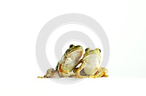 Two Frogs