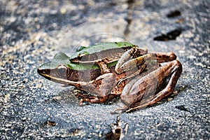 Two frogs in the jungle - Pala U Waterfall Hua Hin Thailand