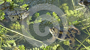 Two frogs looking at each other, Rana temporaria, sitting on their spawn in the pond