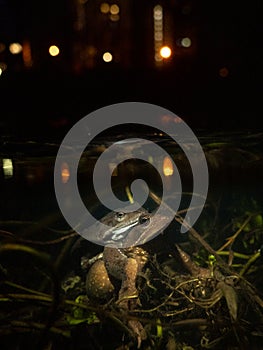 Two frogs mate at night with city lights in the background