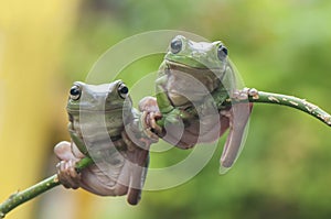 Two Frogs photo