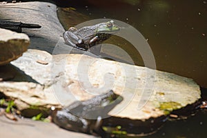 Two Frogs Sit On Rocks Next To A Small Pond