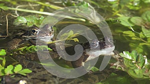 Two frogs sitting together till one moves away