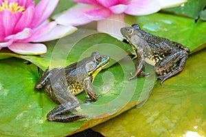Two frogs sitting on water lilly pads. photo
