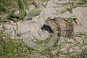 Two frogs during the spring festivities among the green grass