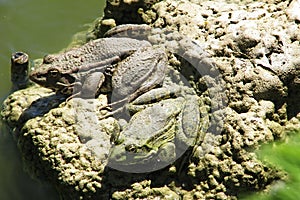 Two frogs photo