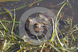 Two frogs swimming in a lake