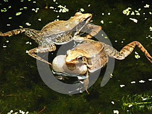 Two frogs swimming in a pond