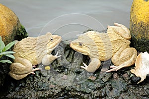 Two frogs photo
