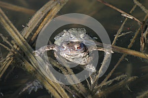 Two frogs in water photo