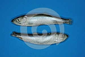 Two frozen gray sea fish herring