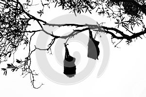 Two fruit bats hanging from a tree in silhouette