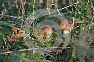 Two fruit bodies of of weeping boletes (Suillus granulatus)