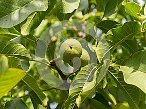 Two fruits of Juglans regia in green leaves.